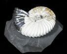 Iridescent Deshayesites Ammonite Fossil - Volga River, Russia #50766-1